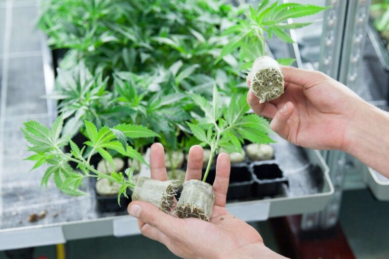 Stecklinge kaufen Deutschland Qualität und Vielfalt für jeden Grower